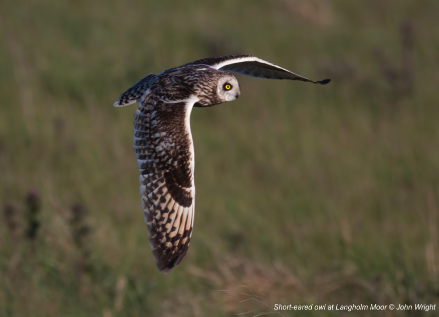 Short-eared owl Langholm Moor